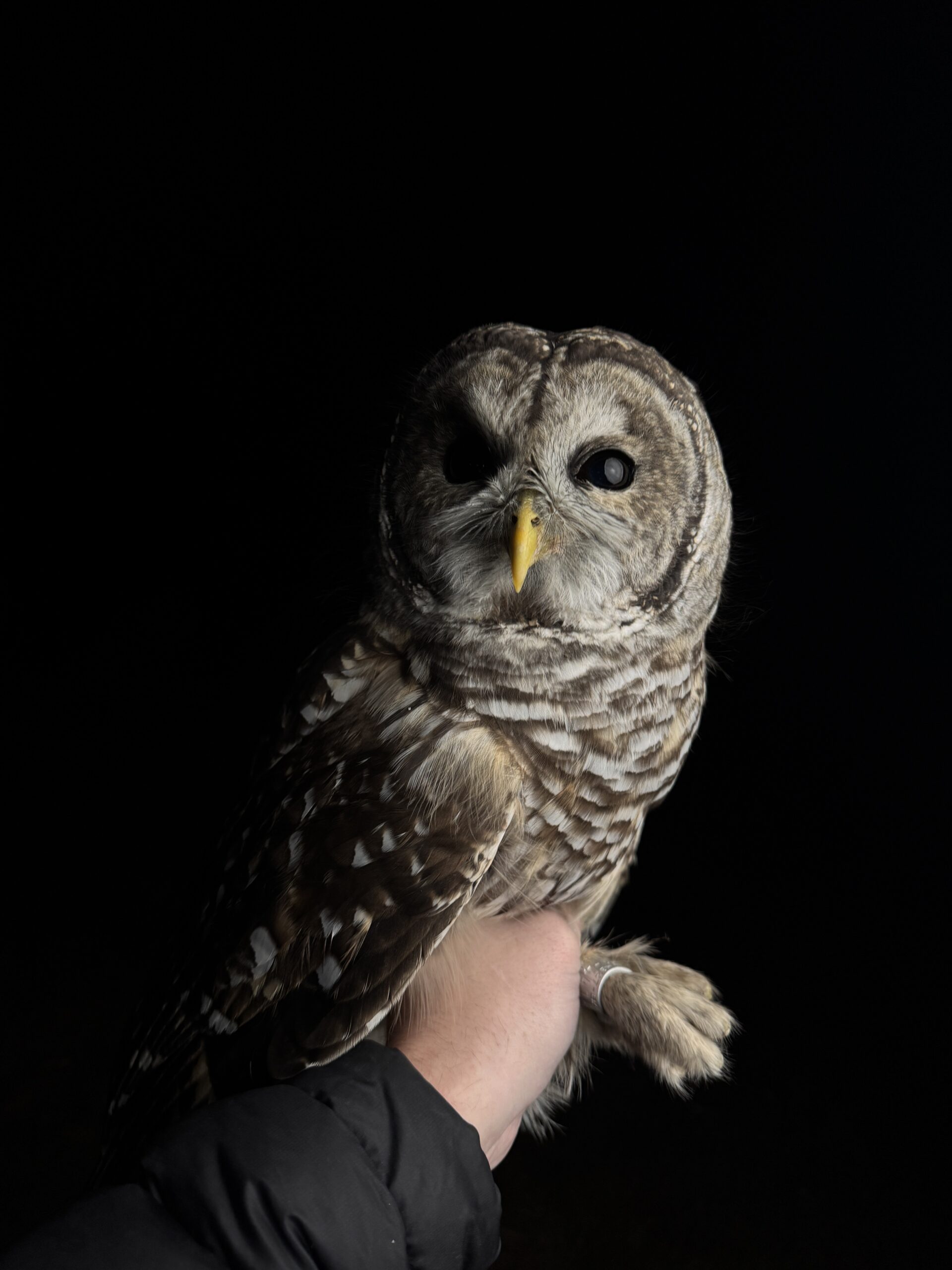 Read more about the article A Night of Owls: When a Barred Owl Joined the Saw-whet Parade