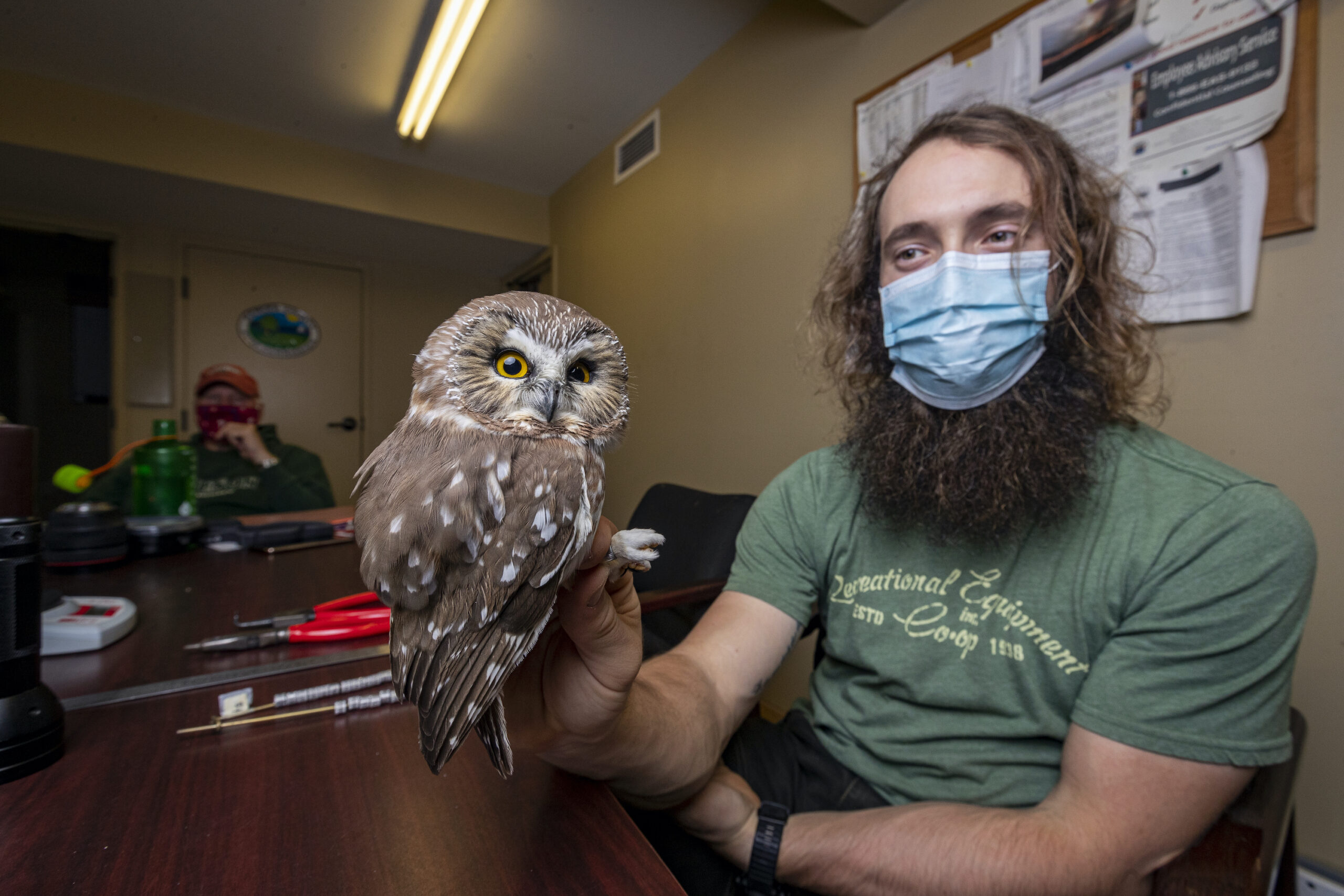 Read more about the article Join Our 2024 Northern Saw-whet Owl Research Team