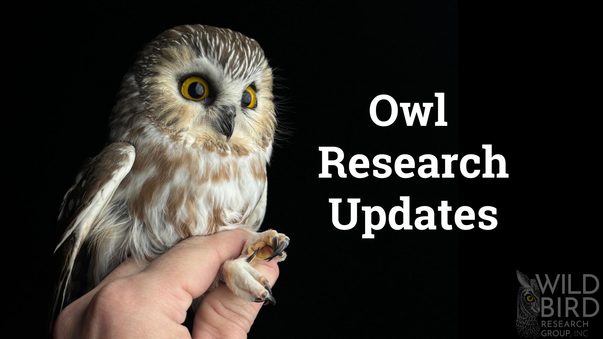 Read more about the article A Promising Start to the Northern Saw-whet Owl Research Season