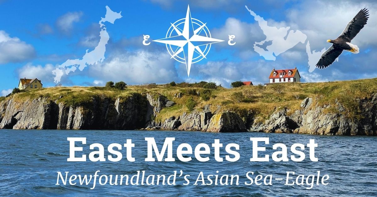 Read more about the article East Meets East: Newfoundland’s Asian Sea-Eagle